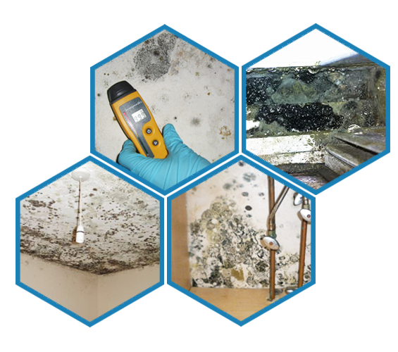 Mold Remediation and Removal Service