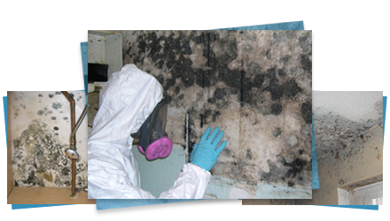 Mold Remediation and Removal Service