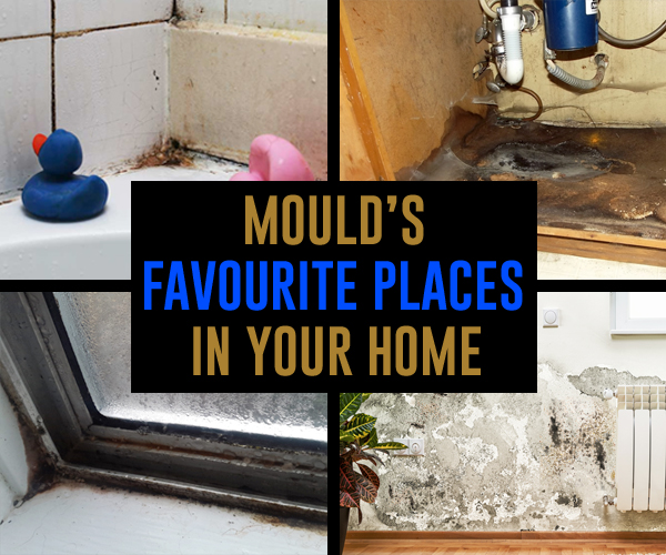 Mould’s Favourite Places in Your Home