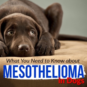 What You Need to Know about Mesothelioma in Dogs